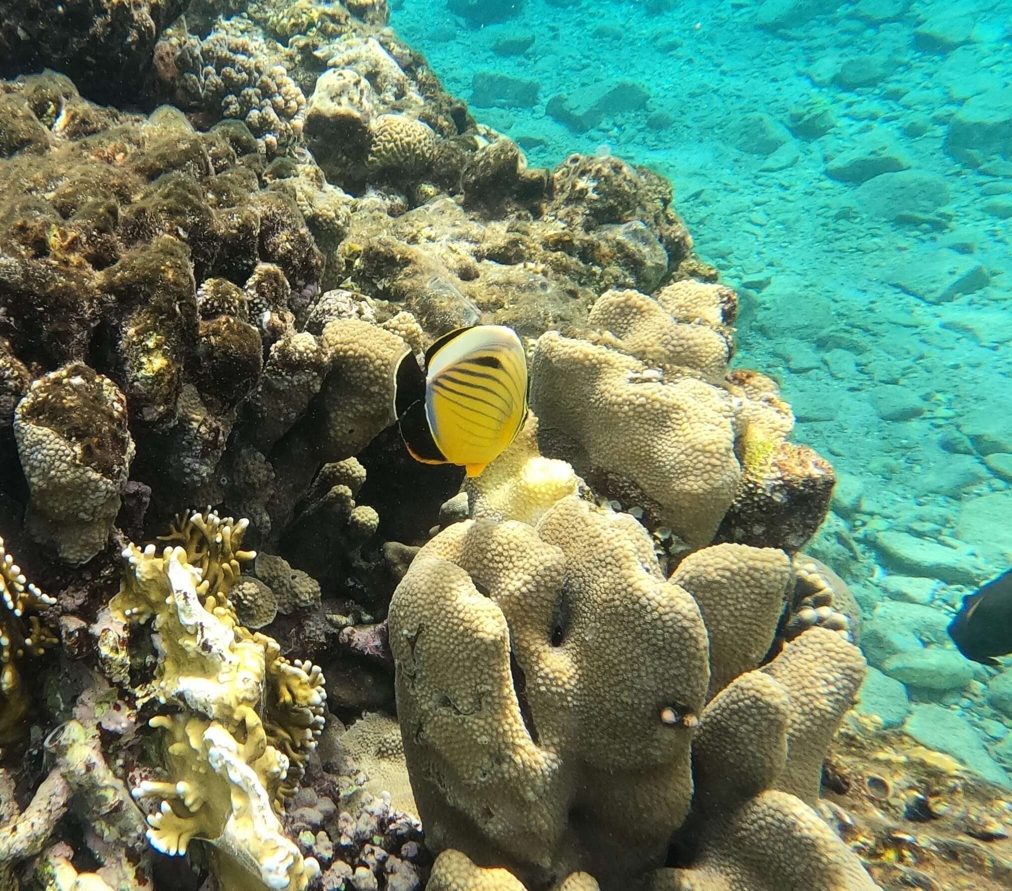 Image of Blacktail Butterflyfish