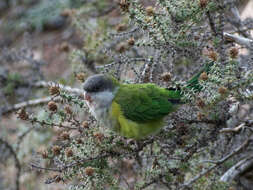 Image of Gray-hooded Parakeet