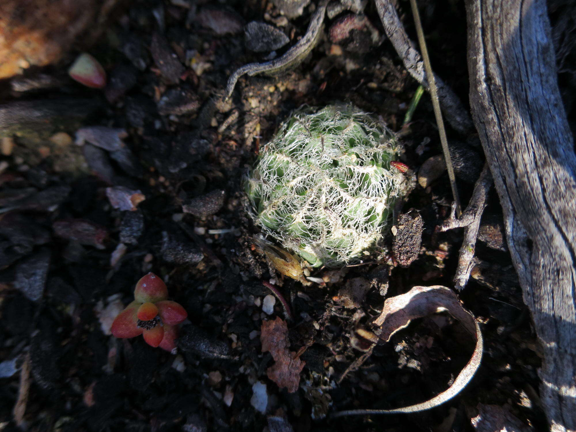 Haworthia arachnoidea var. arachnoidea resmi