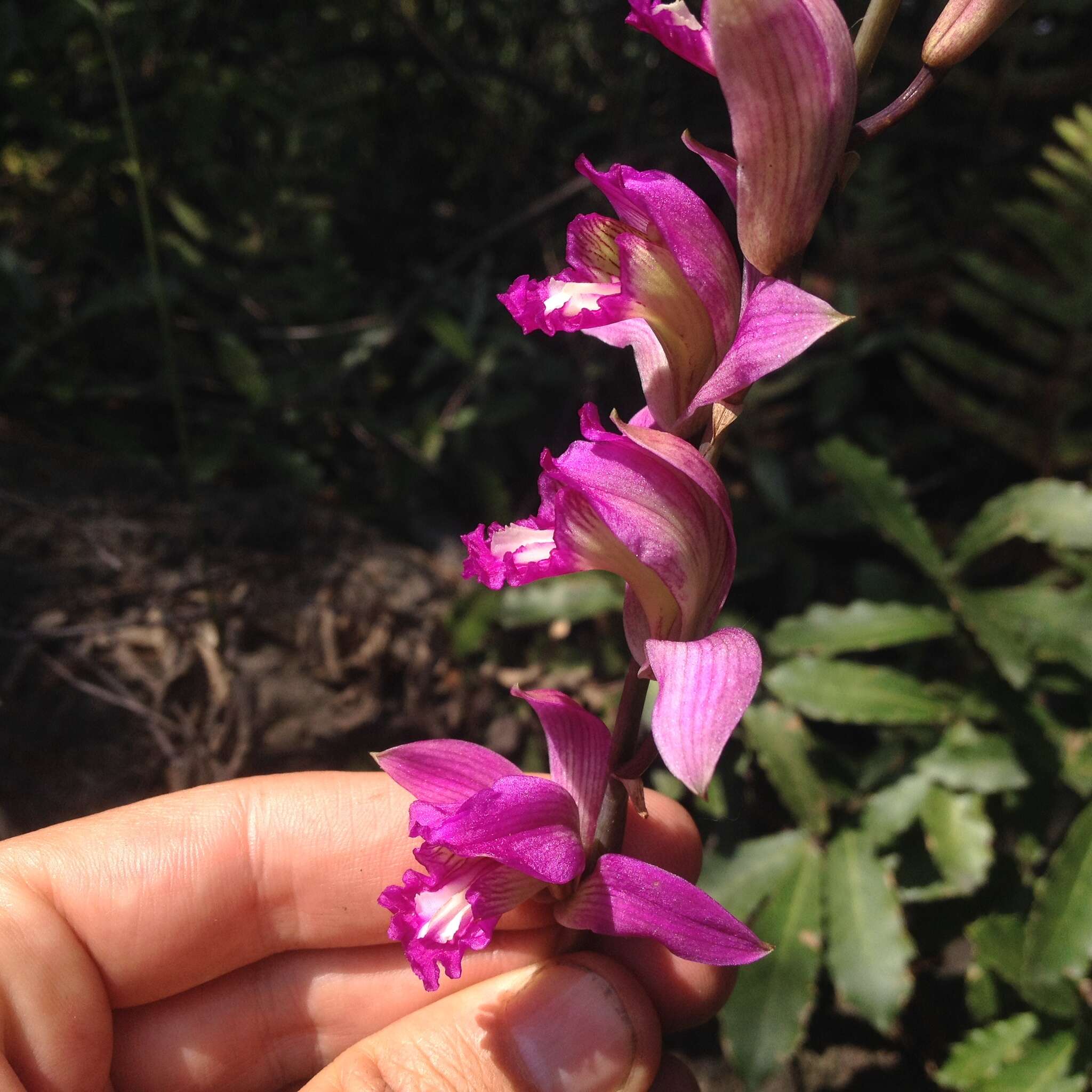 Image of Bletia neglecta Sosa