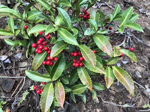 Image of Christmas berry