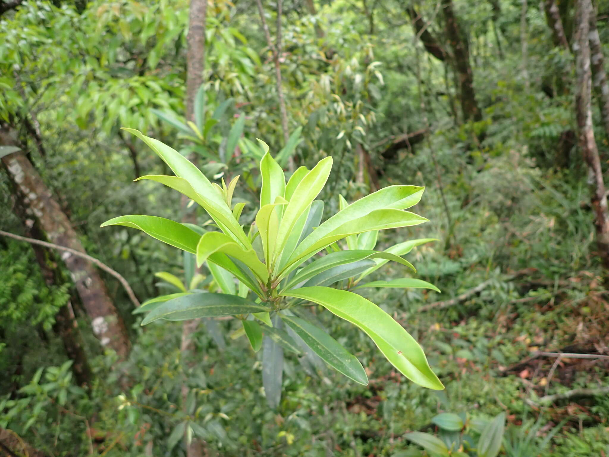 Image of Myrsine seguinii H. Lév.