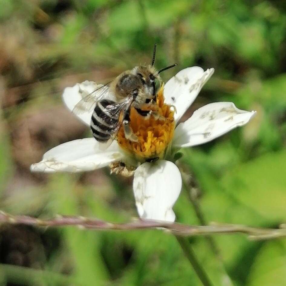 Image of Anthophora squammulosa Dours 1869