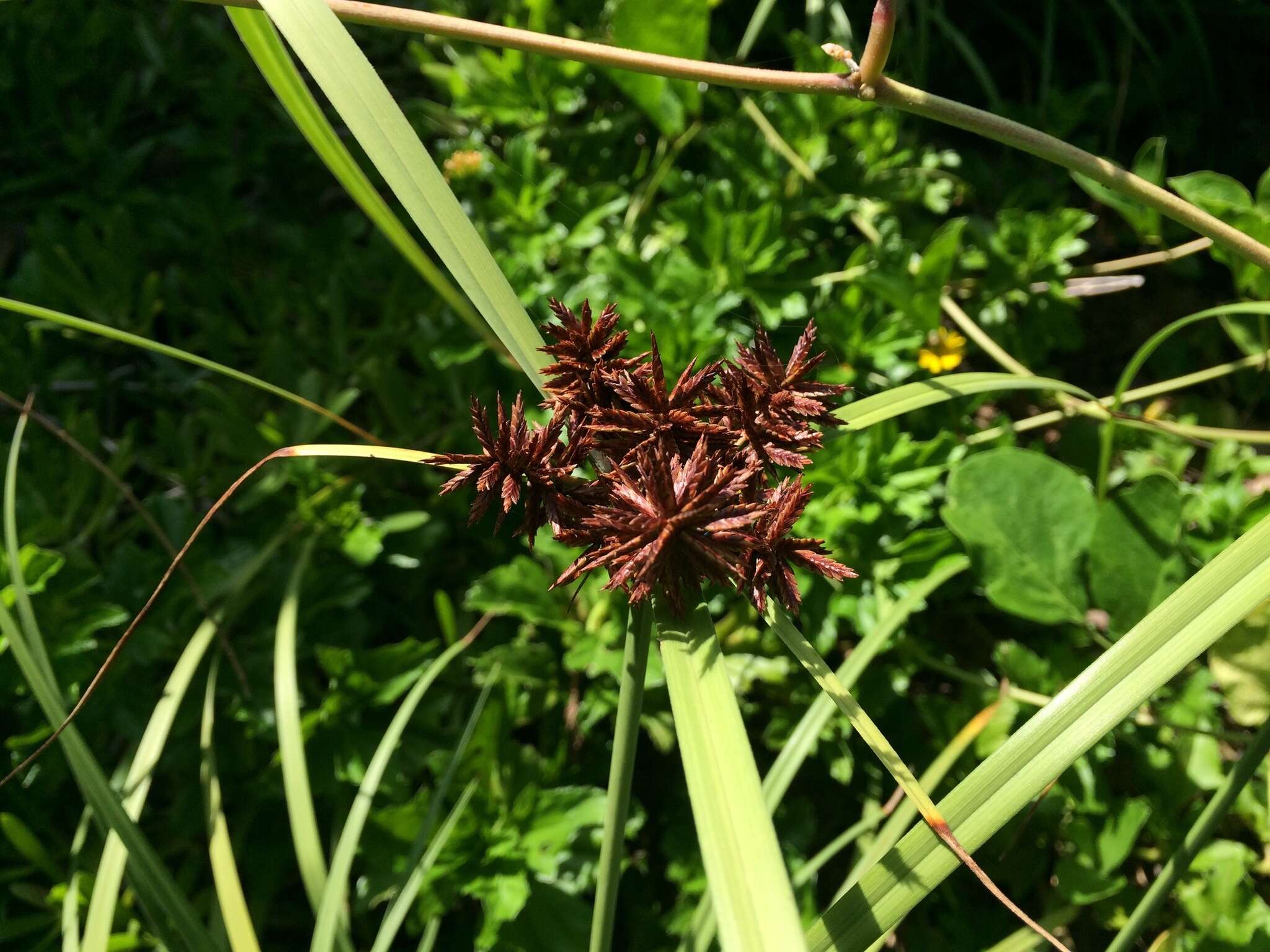 Image of coastal sedge