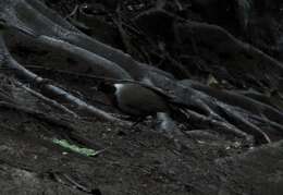 Image of White-necked Laughingthrush