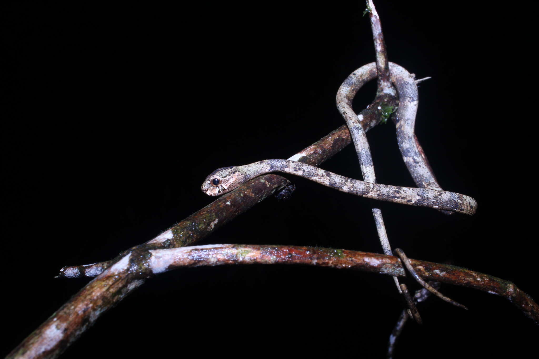 Image of Blunt-head Slug Snake