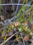 Image of Darwinia grandiflora (Benth.) R. Baker & H. G. Smith