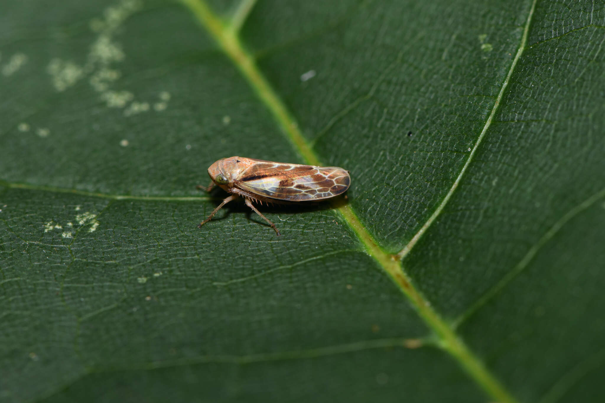 Image of Pithyotettix abietinus