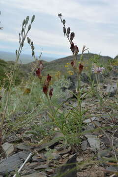 صورة Linaria hepatica Bunge ex Ledeb.