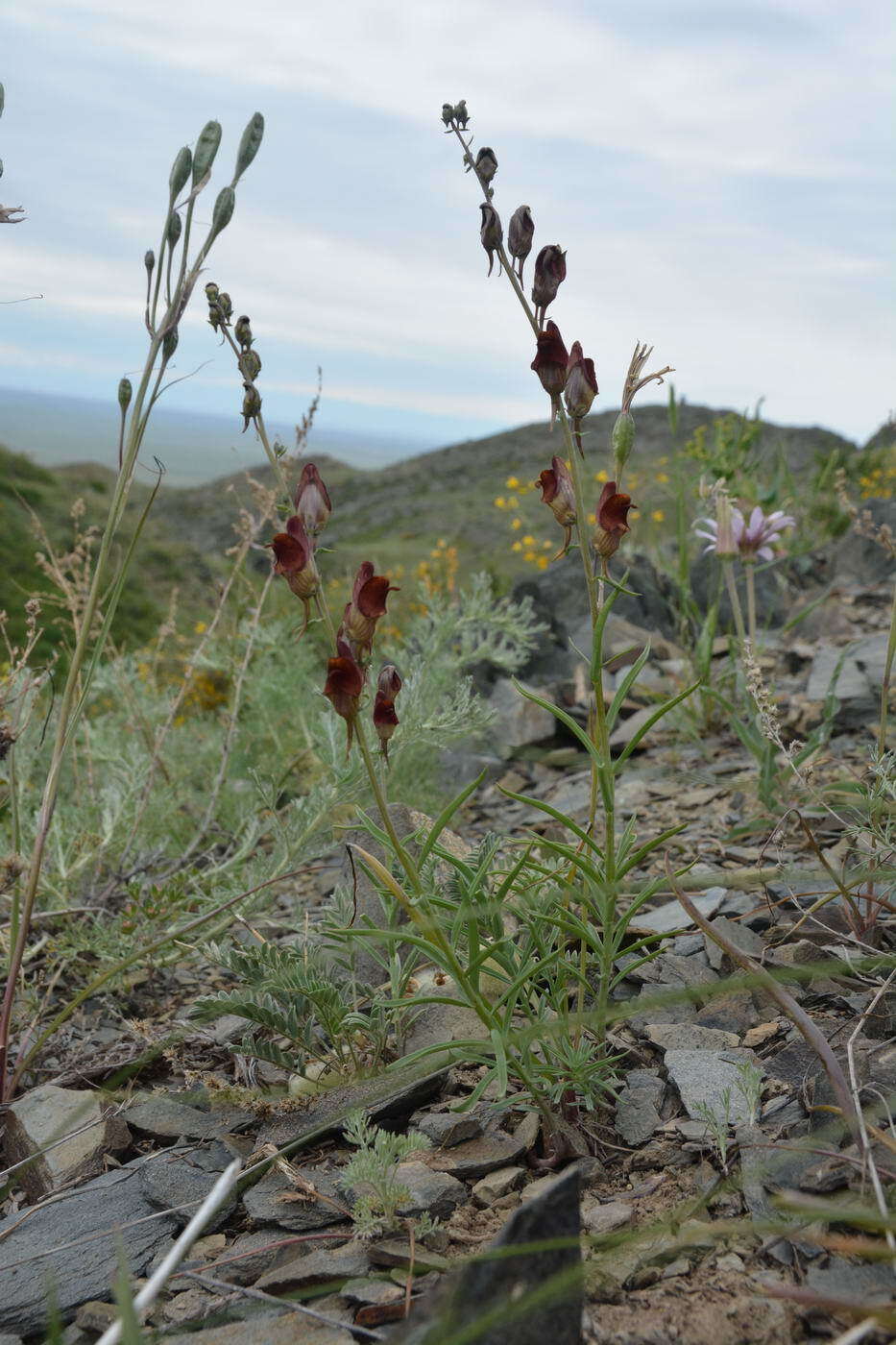 Image of Linaria hepatica Bunge ex Ledeb.