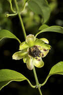 Image of Austrobaileya scandens C. White