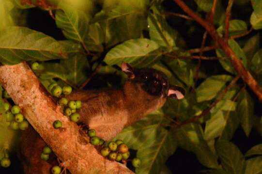 Image of small-toothed palm civet