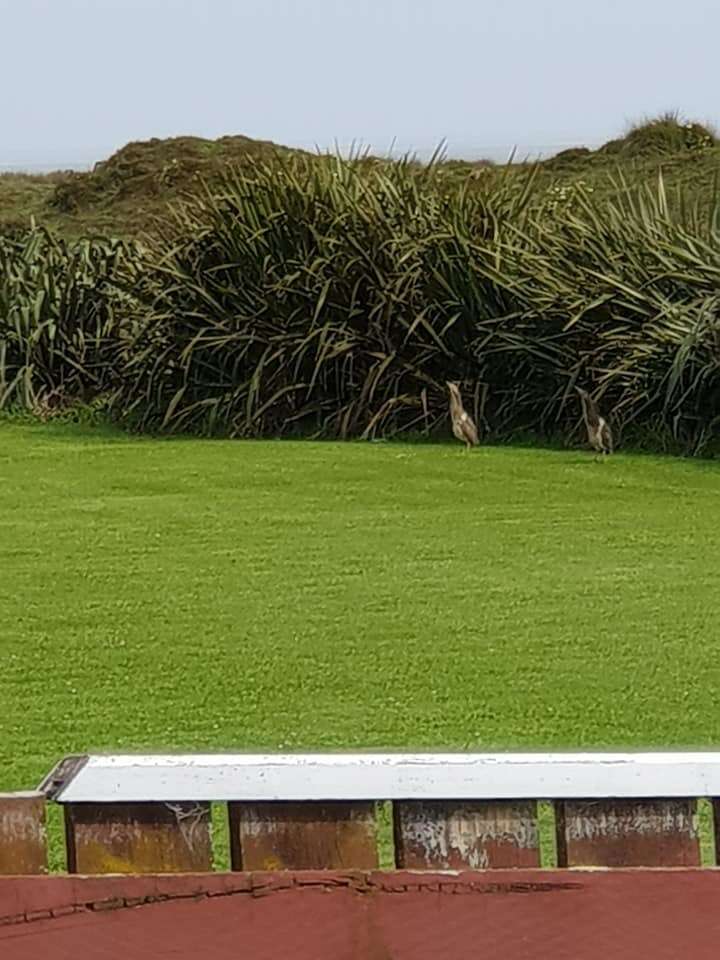 Image of Australasian Bittern