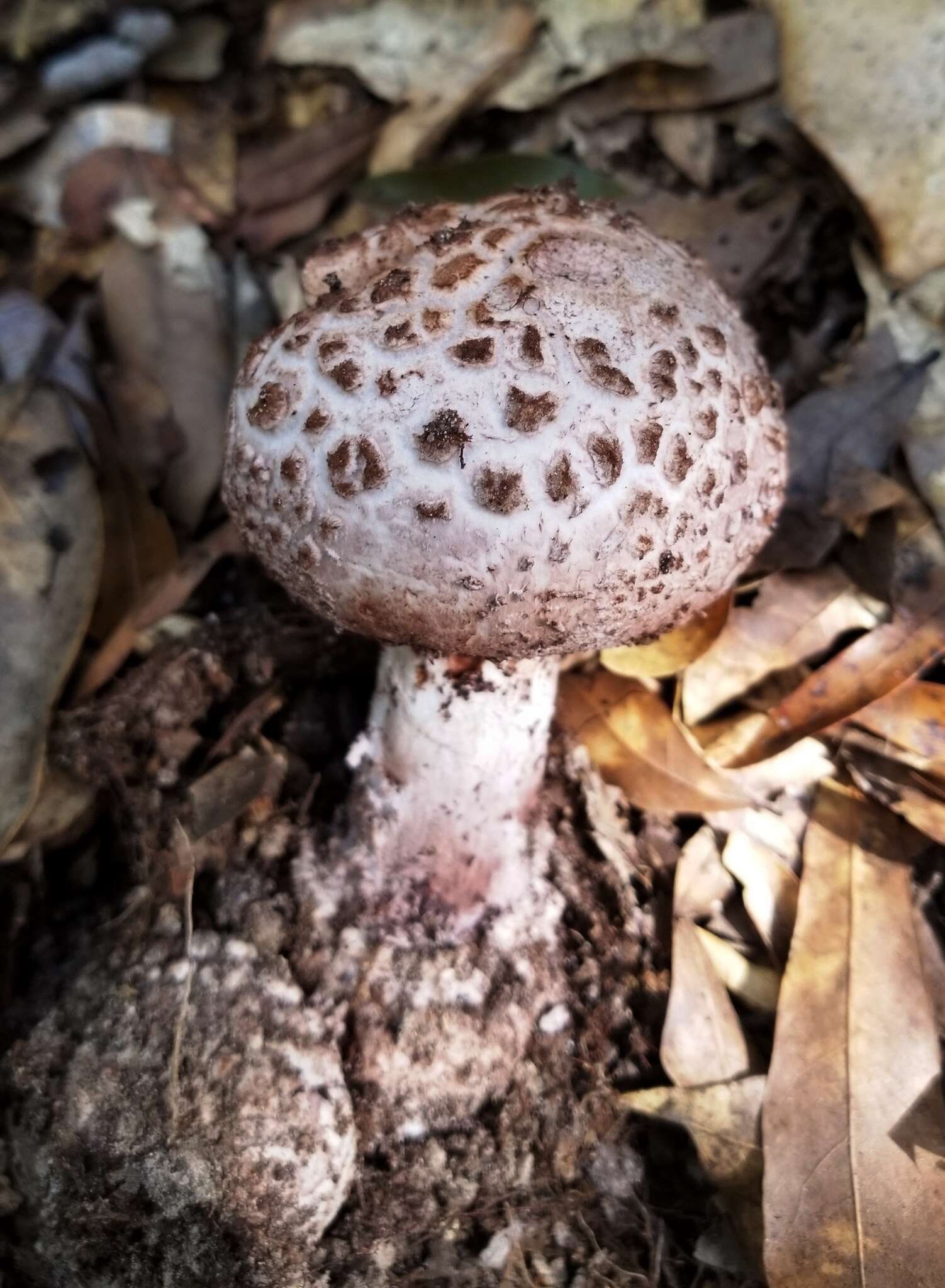 Plancia ëd Amanita westii (Murrill) Murrill 1945