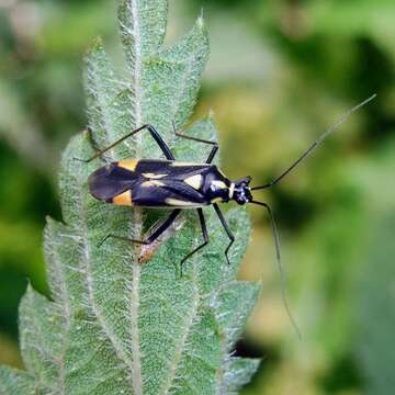 Image of Grypocoris stysi (Wagner 1968)