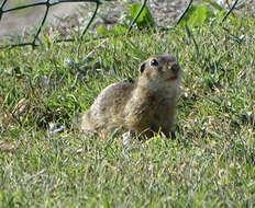 Imagem de Spermophilus citellus (Linnaeus 1766)