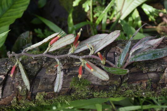 Columnea byrsina (Wiehler) L. P. Kvist & L. E. Skog的圖片