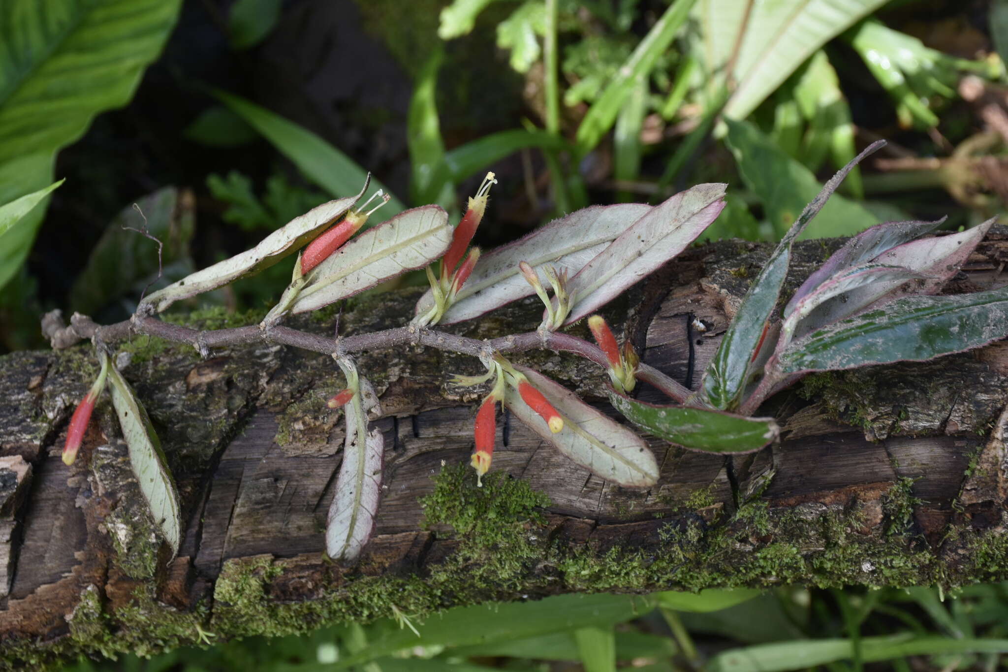 Image of Columnea byrsina (Wiehler) L. P. Kvist & L. E. Skog