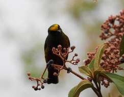 Image of Olive-backed Euphonia