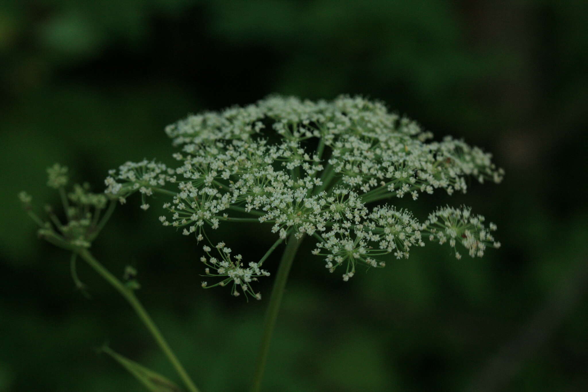 Angelica anomala subsp. sachalinensis (Maxim.) H. Ohba resmi