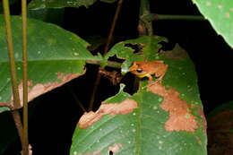 صورة Pseudophilautus schneideri Meegaskumbura & Manamendra-Arachchi 2011