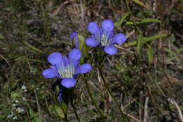 Image de Gentiana autumnalis L.