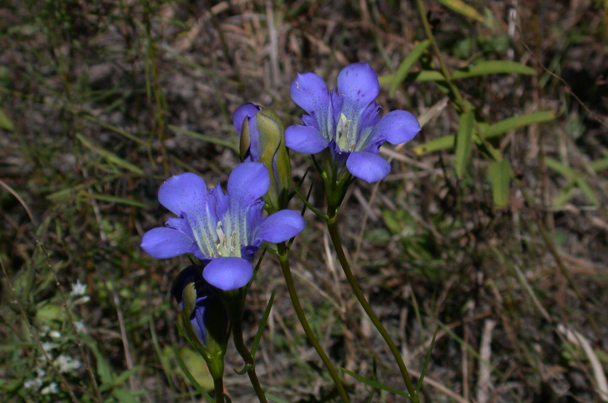 Image de Gentiana autumnalis L.