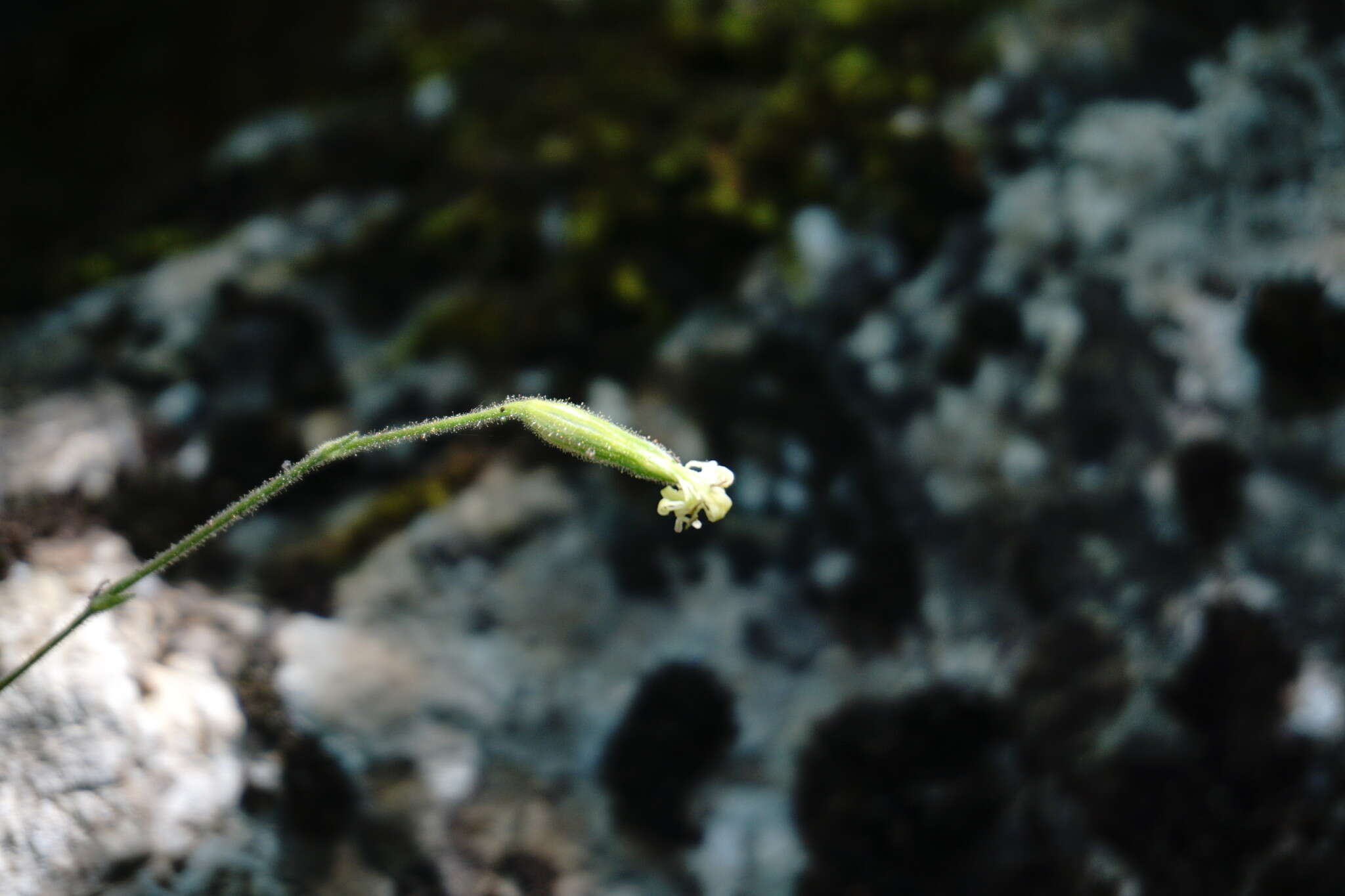 Image of Silene viridiflora L.