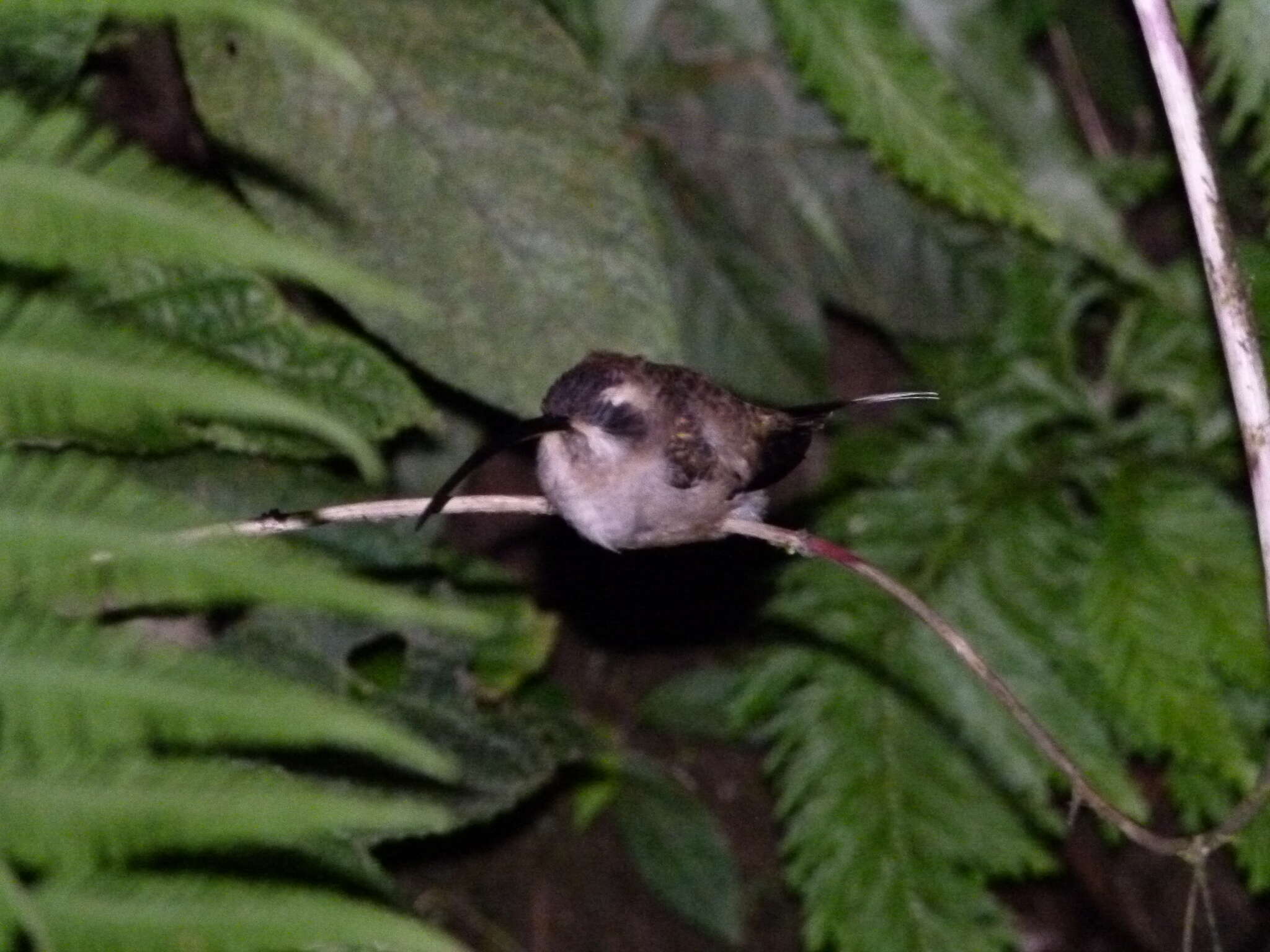 Image of Long-billed Hermit