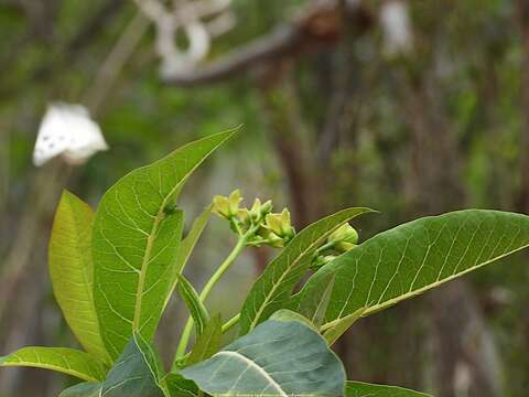 Image of Jatropha unicostata Balf. fil.