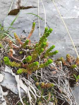 Image of Sedum catorce G. L. Nesom