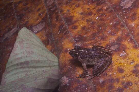 Image of Asian Grass Frog