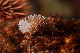 Plancia ëd Antiopella longidentata (Gosliner 1981)