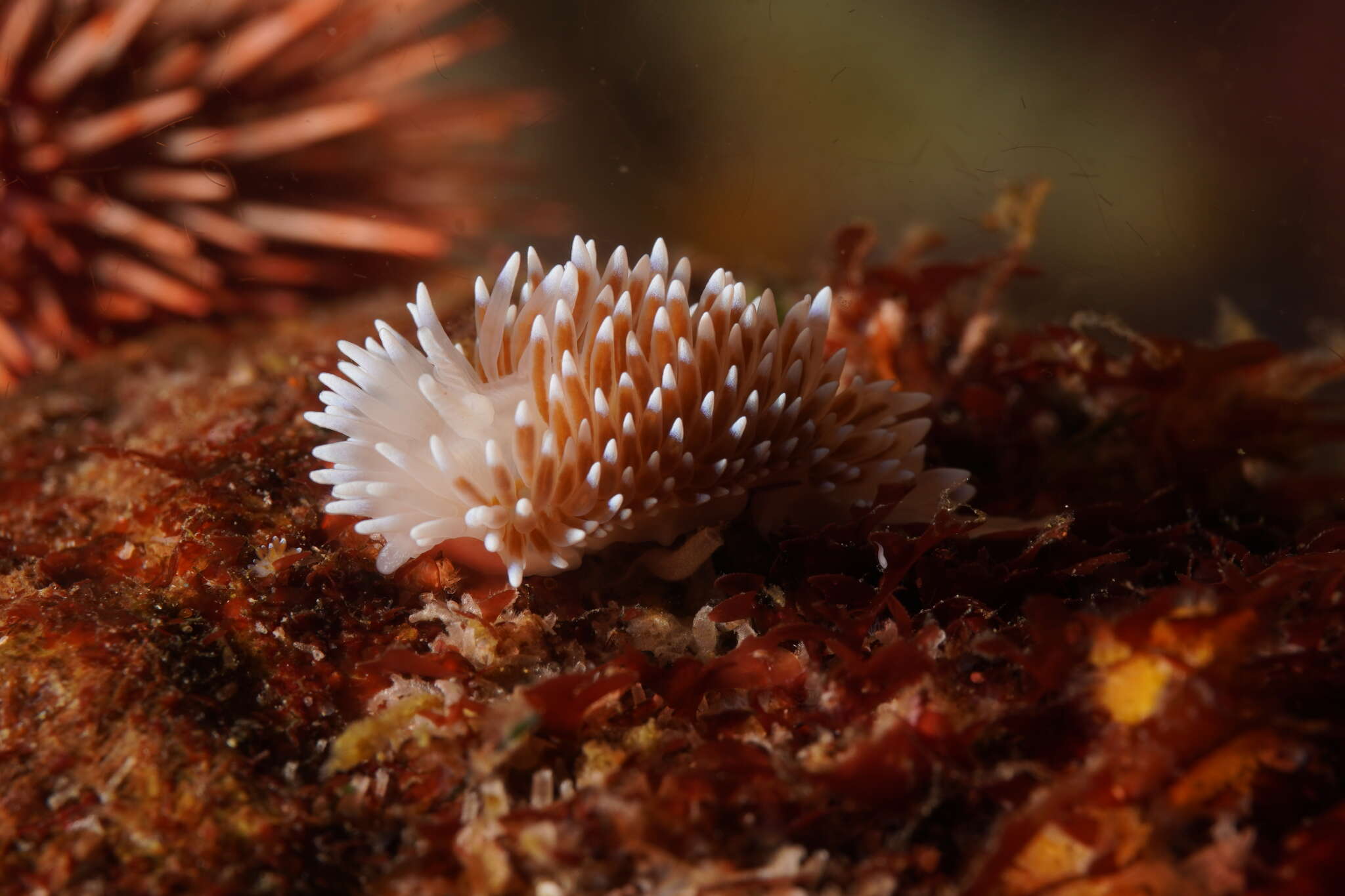 Image of Medallion silvertip nudibranch