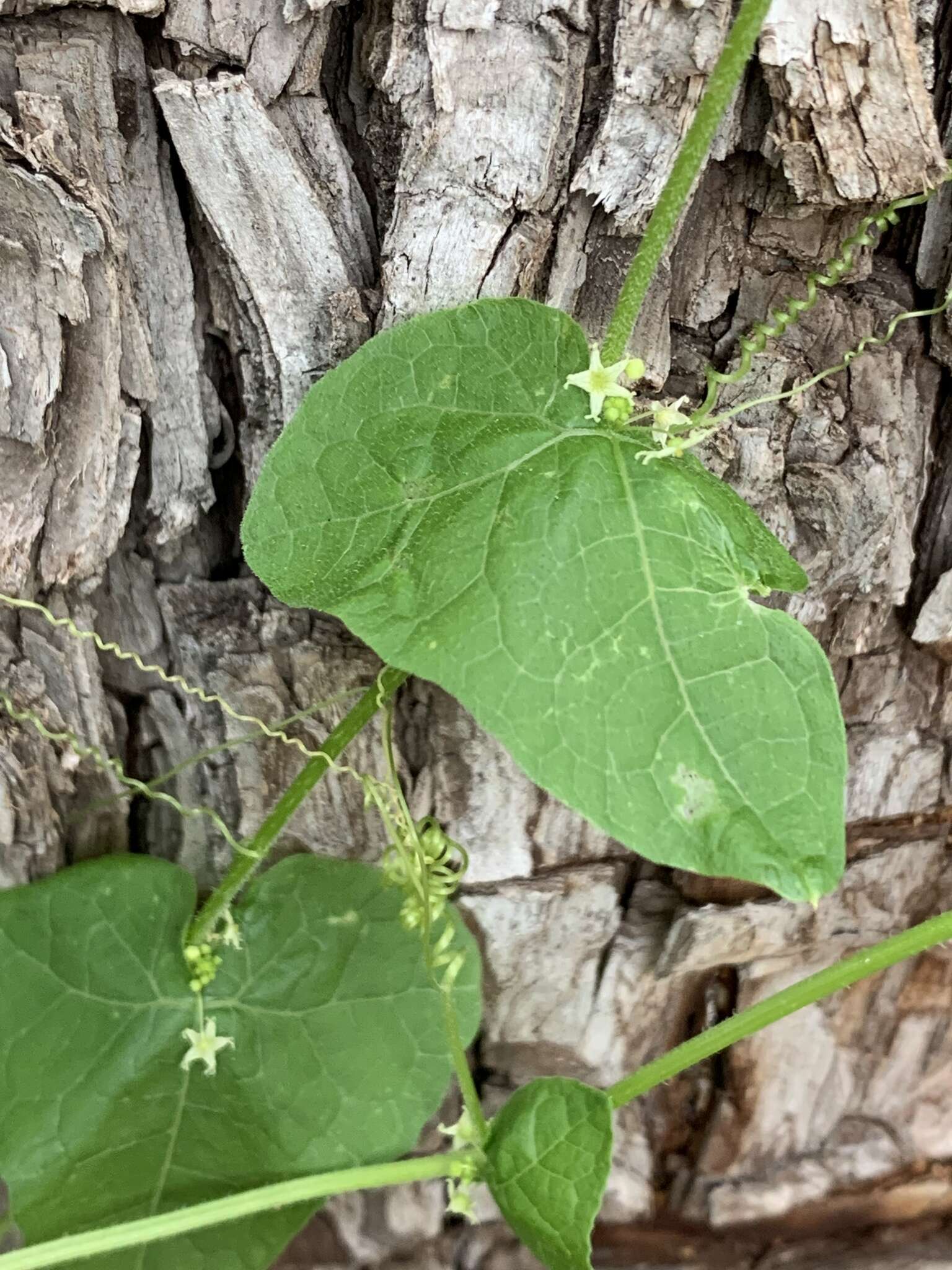 Image of sicyosperma