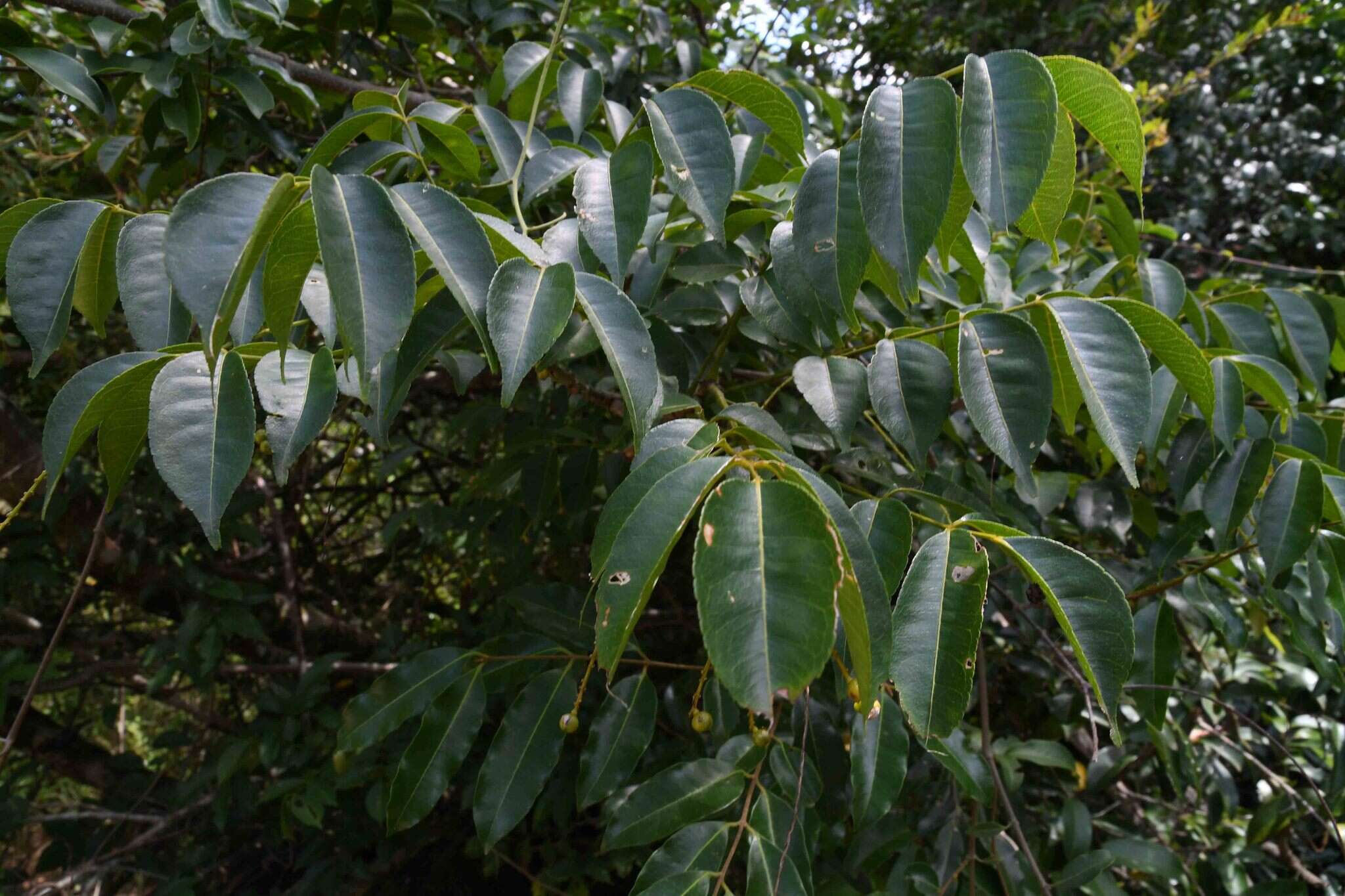 Image of Sand knobwood