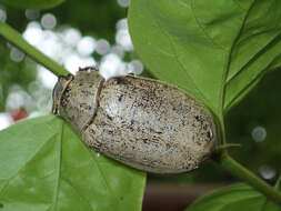 Image of Lepidiota stigma (Fabricius 1798)