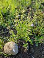 Image of Salvia runcinata L. fil.