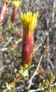 Image of Pteronia adenocarpa Harv.