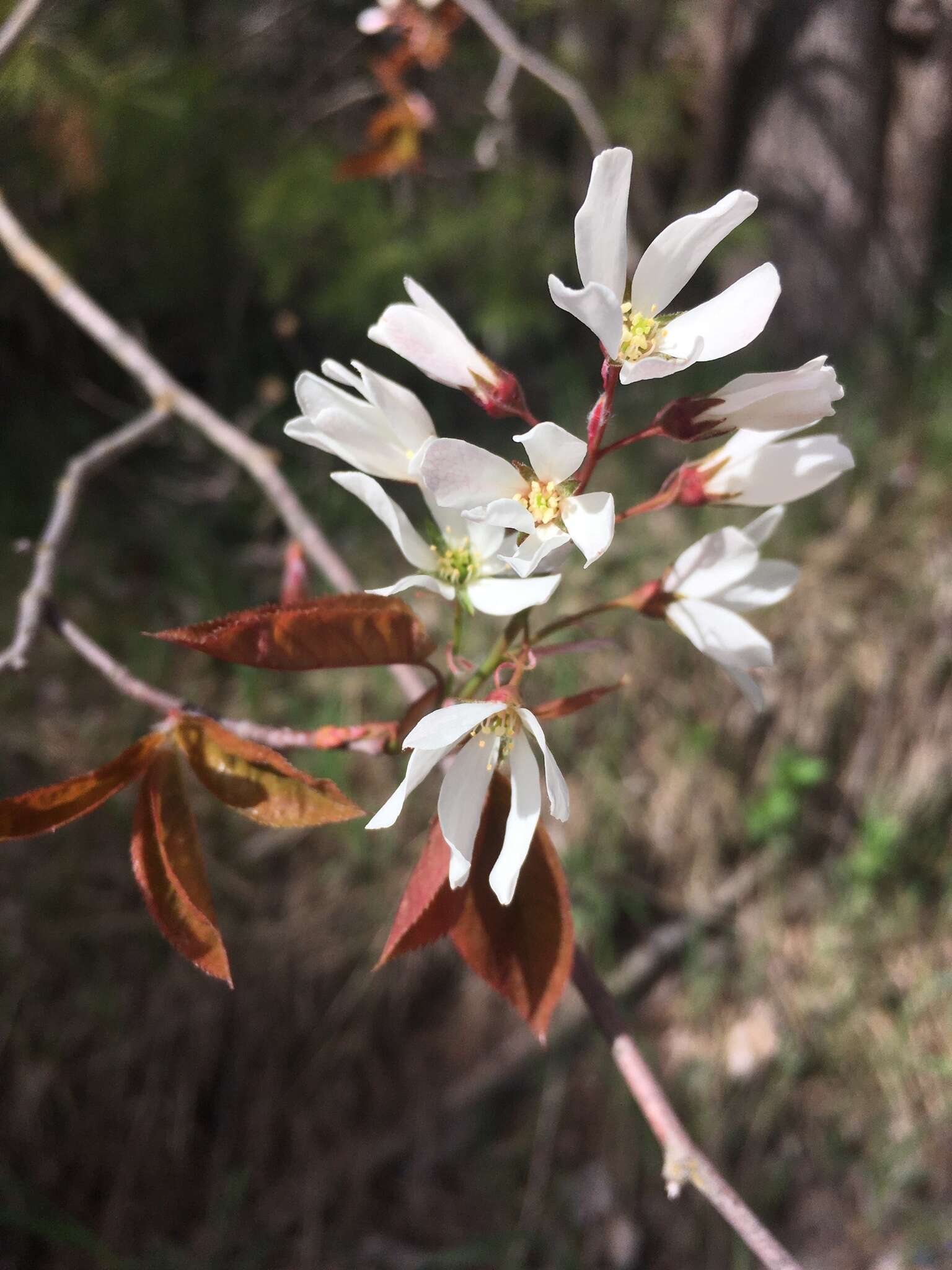 Image of Allegheny Serviceberry