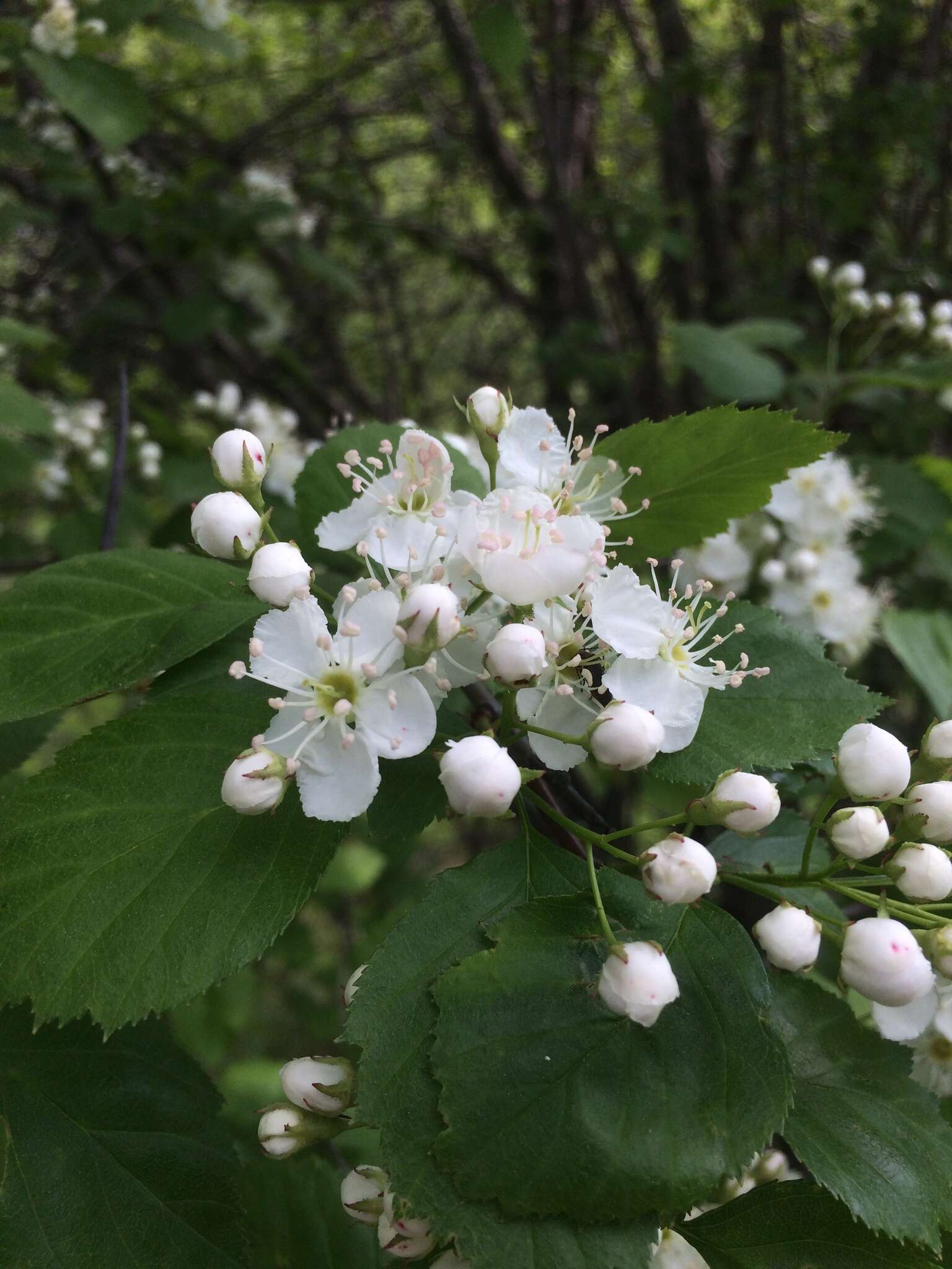 Image of Brainerd's hawthorn