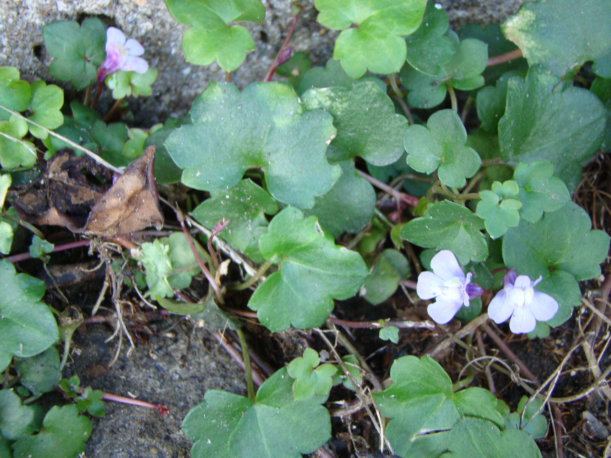 Image of Ivy-leaved Toadflax