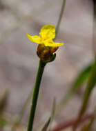 Image of bog yelloweyed grass