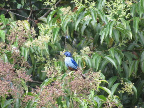 Image of Silvery-breasted Tanager