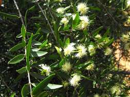 Sivun Backhousia angustifolia F. Müll. kuva