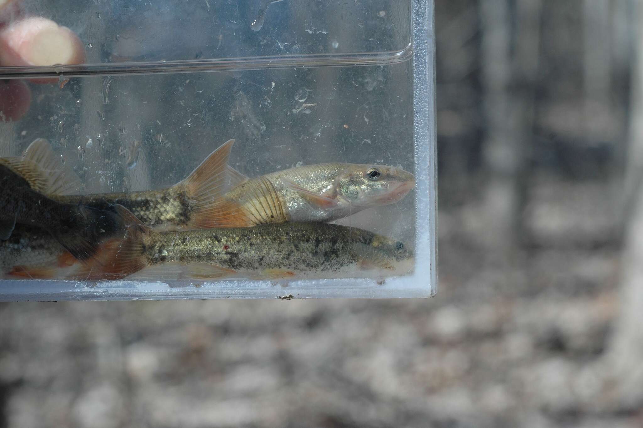 Image of Longnose Dace