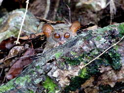 Image de Tarsius spectrumgurskyae Shekelle, Groves, Maryanto & Mittermeier 2017