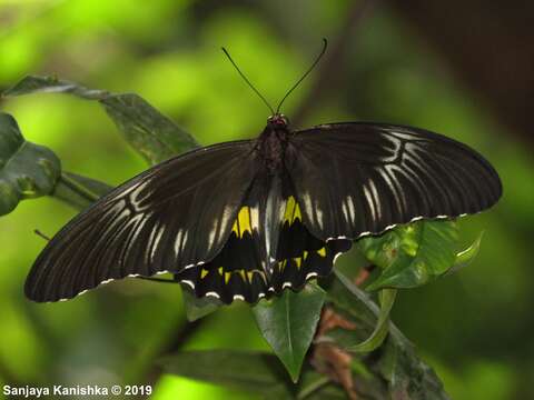 Image of Ceylon birdwing