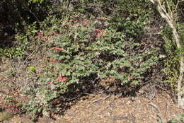 Image of Pajaro manzanita