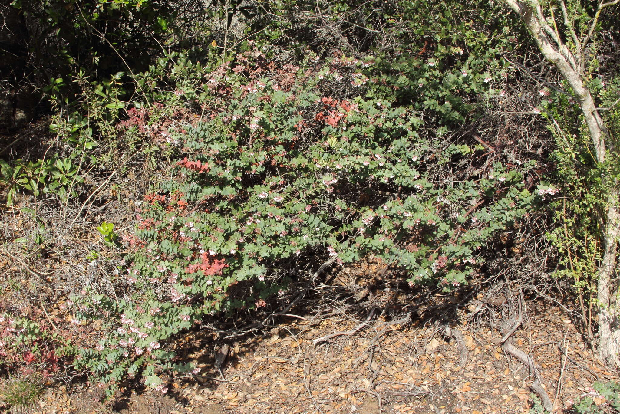 Arctostaphylos pajaroensis (J. E. Adams ex Mc Minn) J. E. Adams resmi